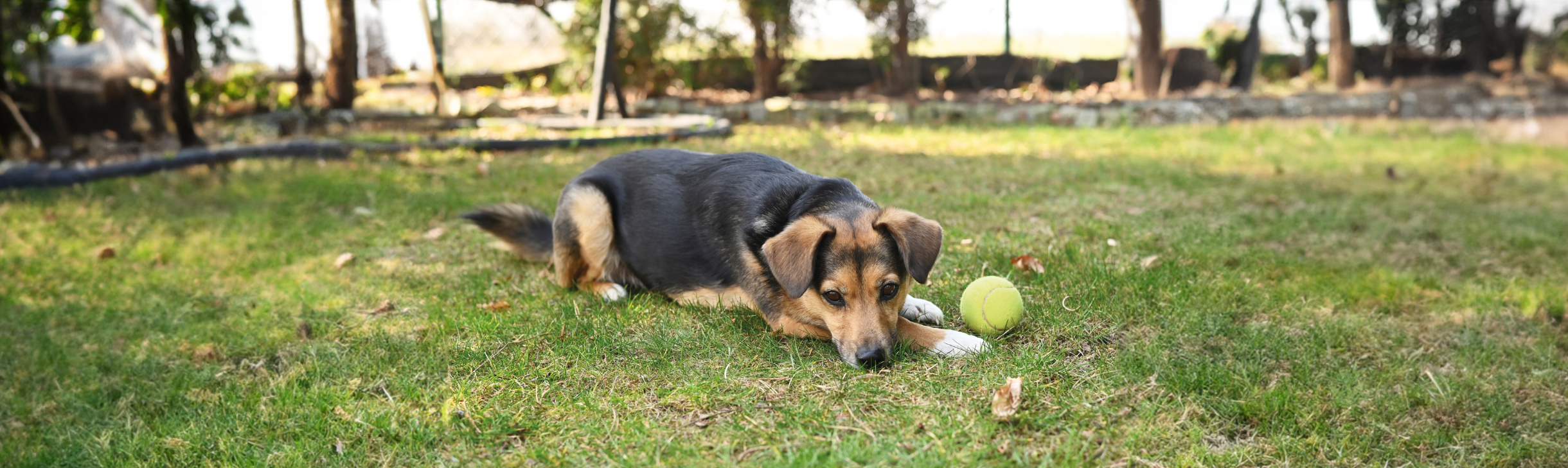 young dog lying on the lawn