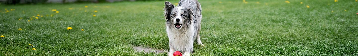 Playful dog with red ball