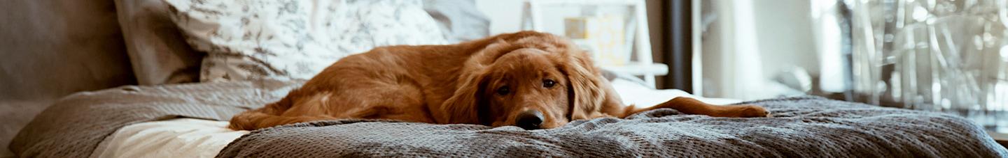 Dog laying on a bed