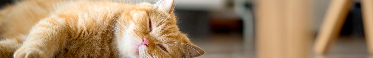 Content ginger cat laying on the floor