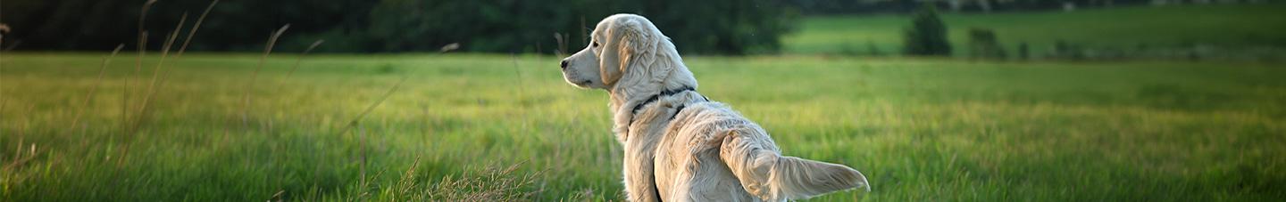 Dog standing in a field staring to its left