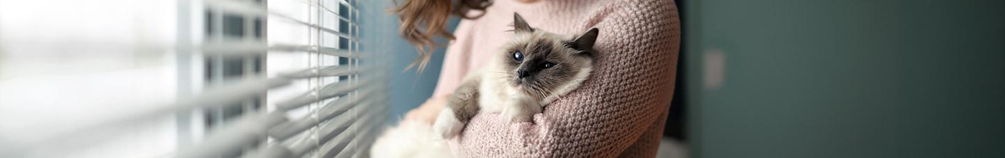 Fluffy cat being held by its owner