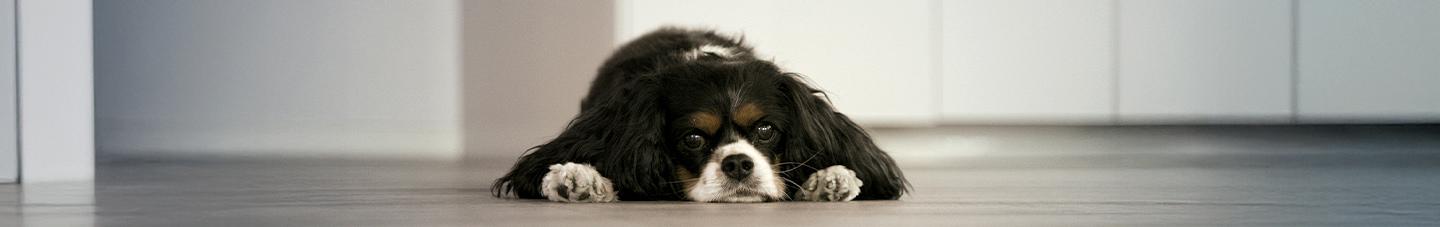 Sad dog laying on the floor