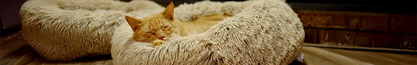 Ginger cat snuggled in its bed