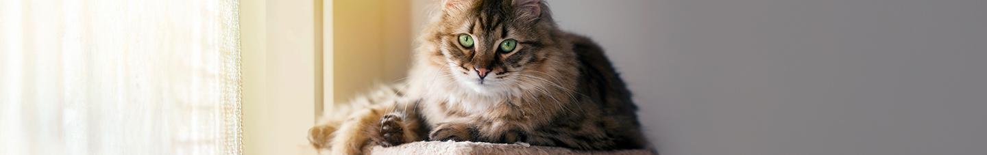 Fluffy cat with green eyes