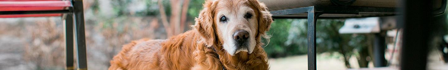 Mature dog laying on the floor