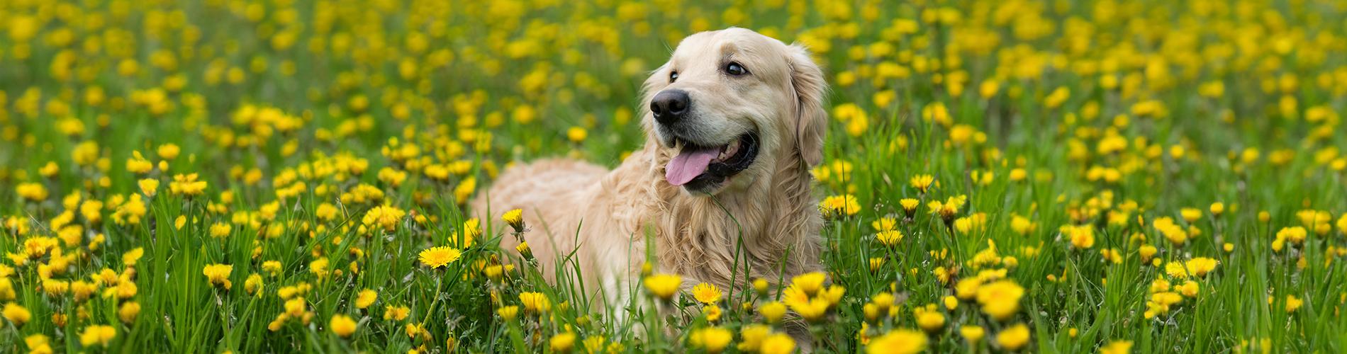 Dog sitting in a field of flowers 