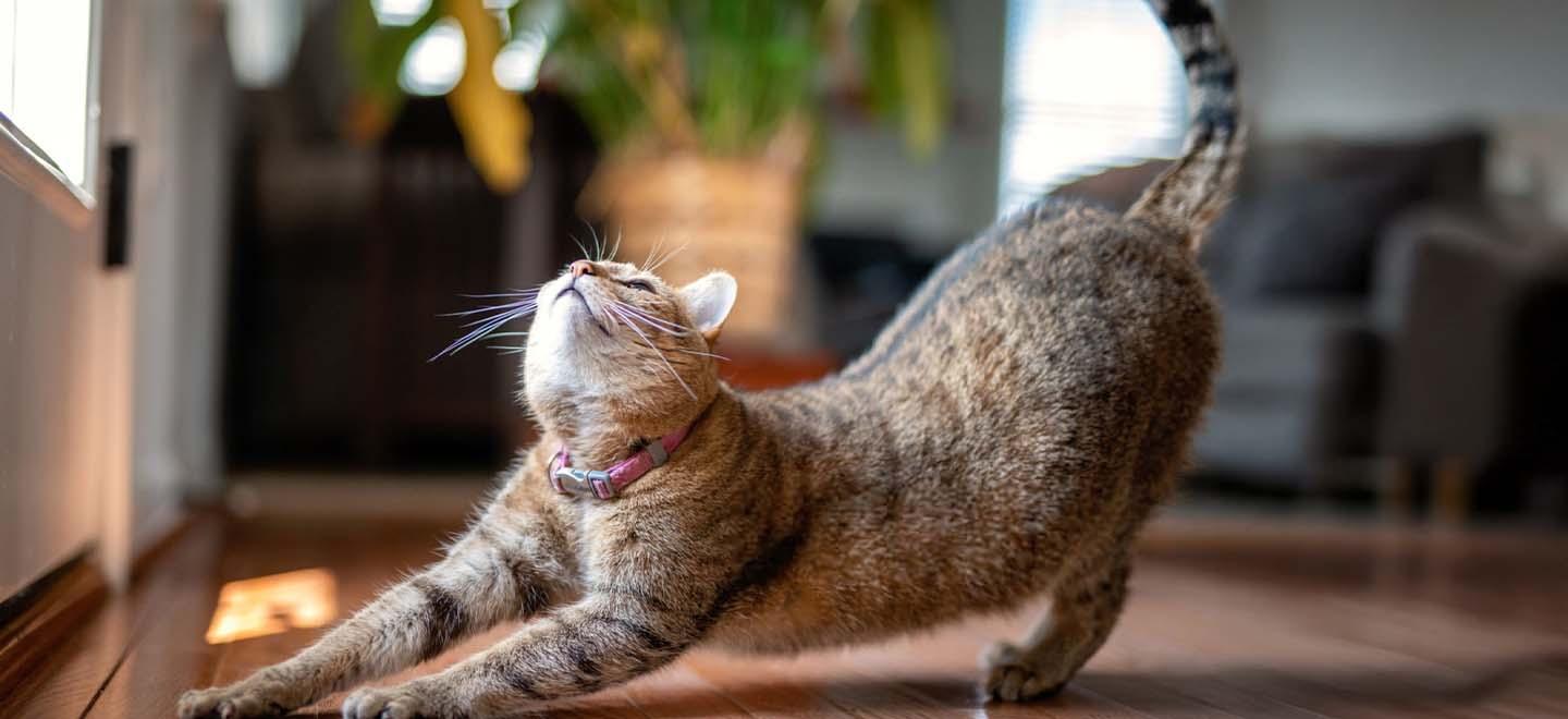 cat behaviour and comfort