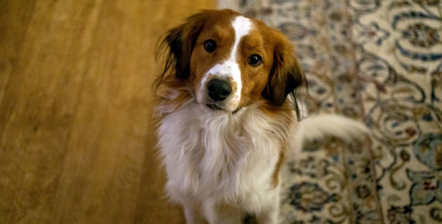 Behaviour and comfort for dogs header image