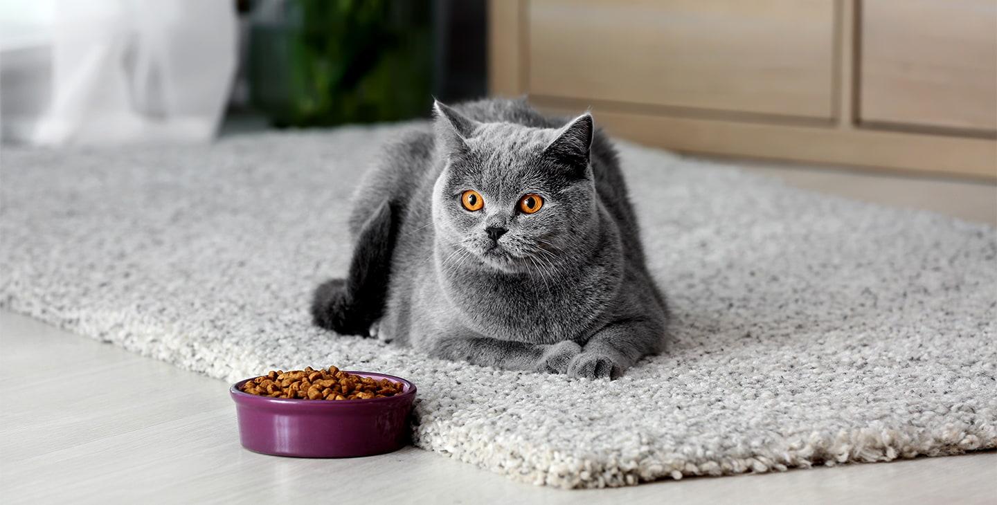 Grey cat laying on a rug next to its food bowl