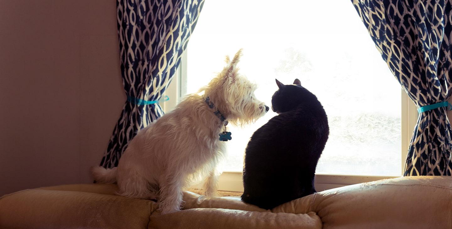 White dog and black cat sitting together, looking out of a window
