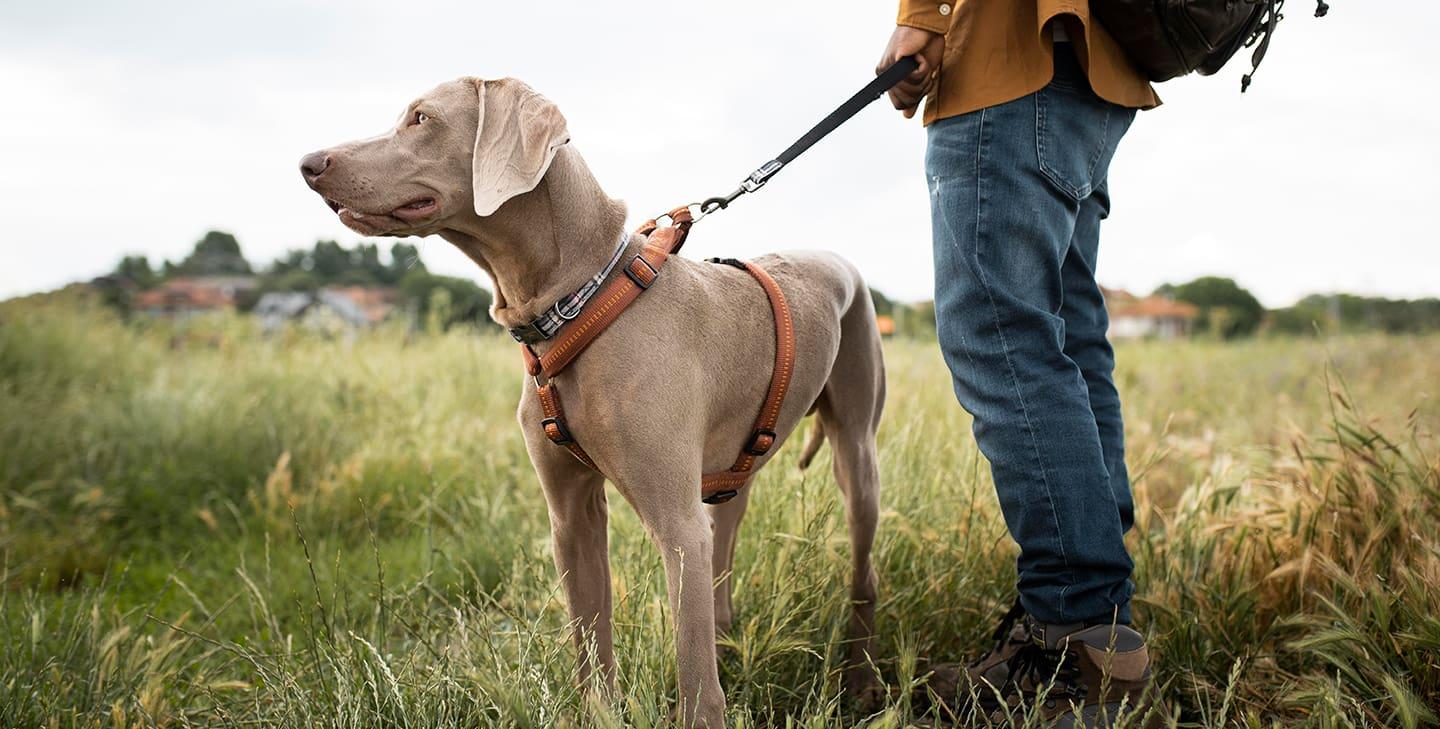 Dog on a lead standing next to its owner in a field