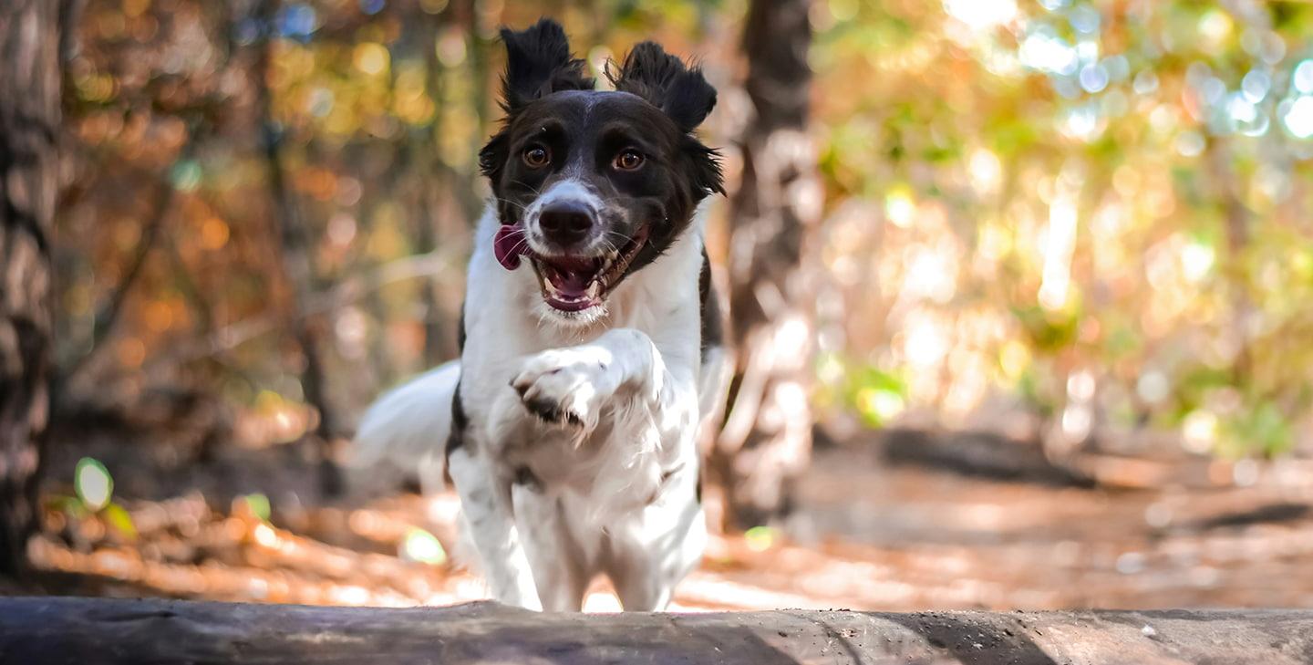 Dog running through woodland