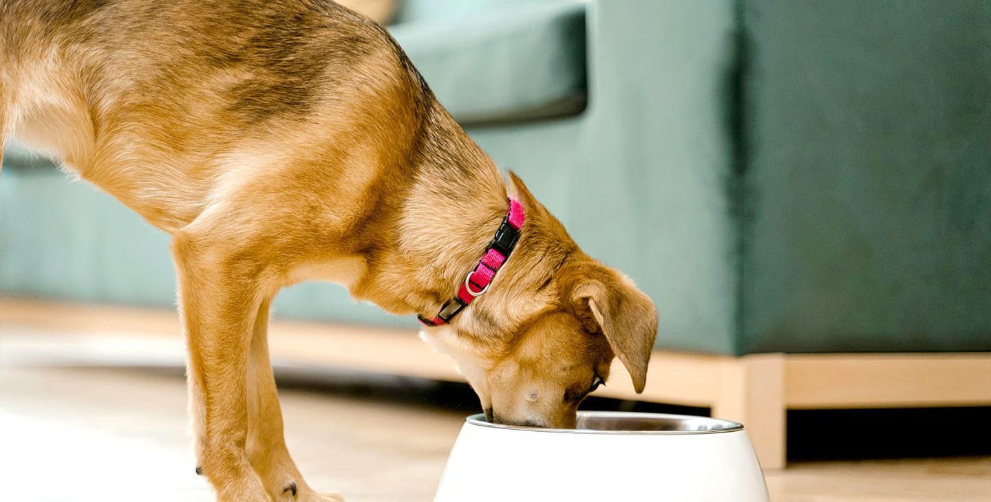 Brown dog eating out of its food bowl