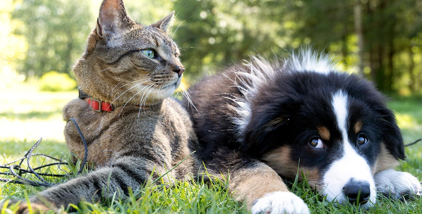 Friendly cat and dog laying together on the grass
