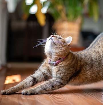 cat behaviour and comfort