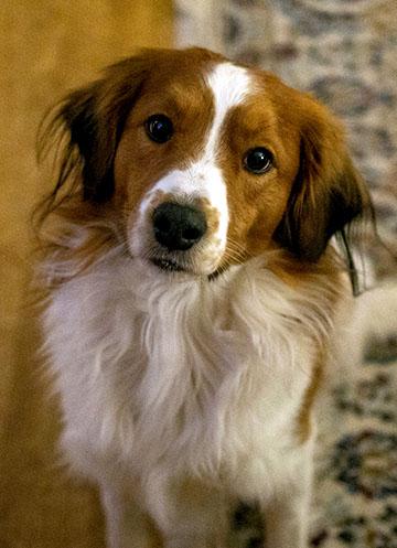 Behaviour and comfort for dogs header image