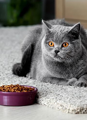 Grey cat laying on a rug next to its food bowl