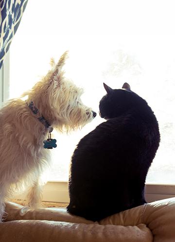 White dog and black cat sitting together looking out of a window