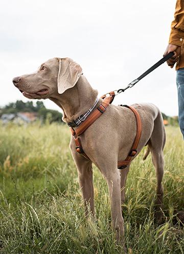 Dog on a lead standing next to its owner in a field