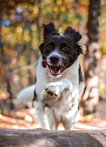 Dog running through woodland