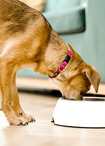 Brown dog eating out of its food bowl