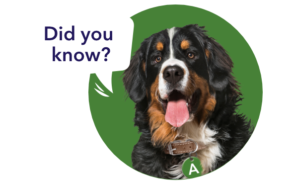 Alfie the dog saying "did you know?"