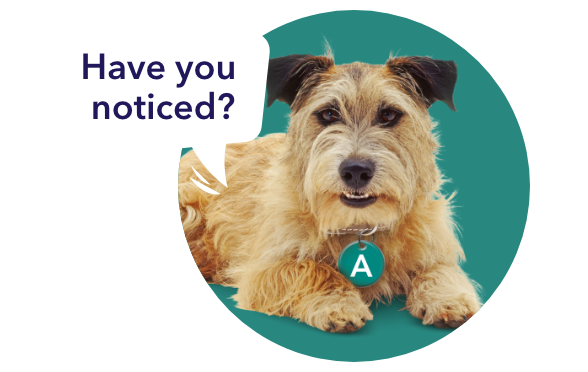 Axel the dog saying "have you noticed?"