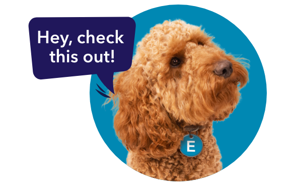 eddie the dog saying "hey, check this out!"