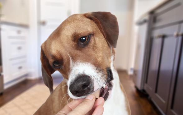 human feeding their dog supplements