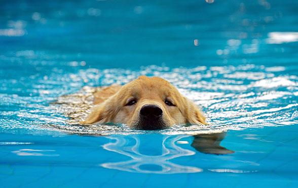 dog swimming in hydrotherapy session