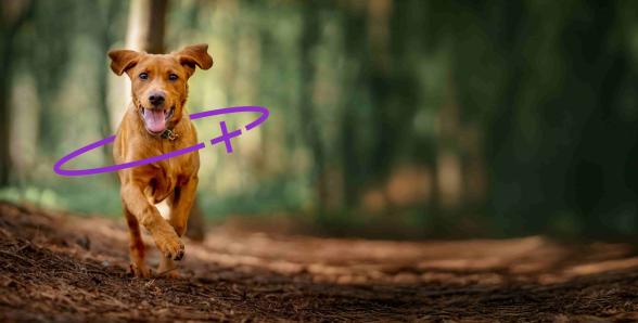 Brown dog running through a forest with brand asset super-imposed