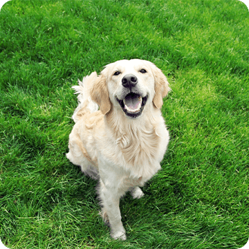 Happy dog sitting on the grass