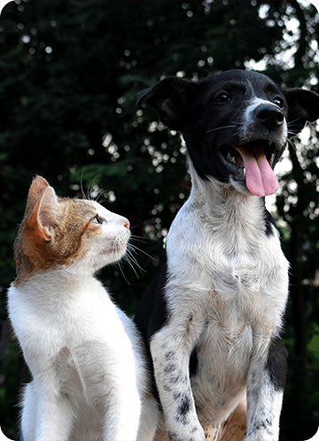 Kitten and dog sitting next to each other 