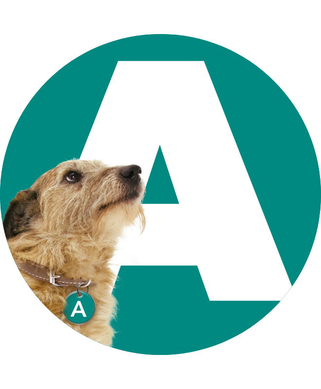 Axel the dog in front of a print A