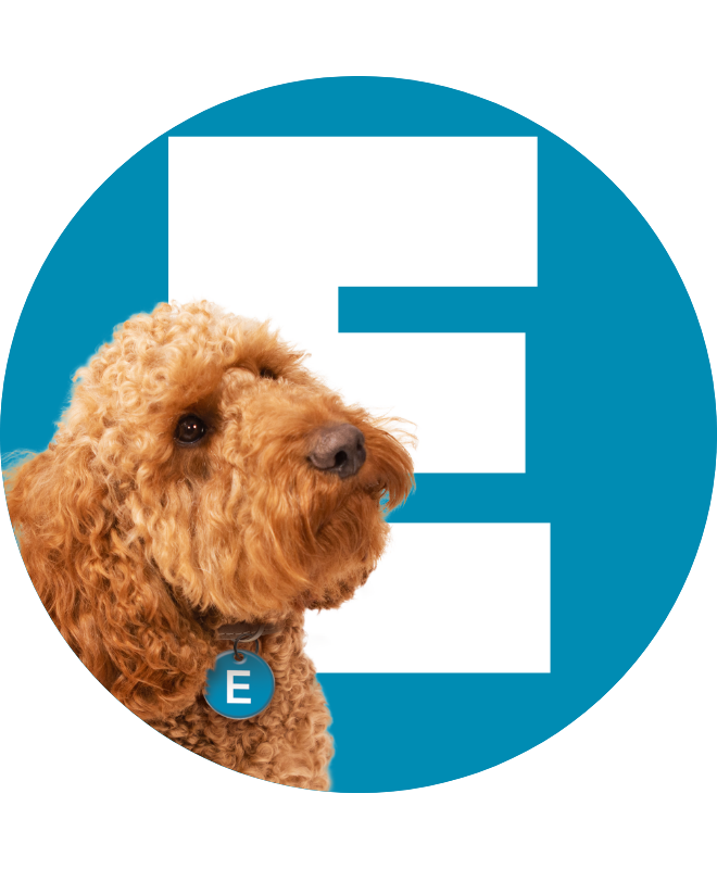 Eddie the dog in front of a print E