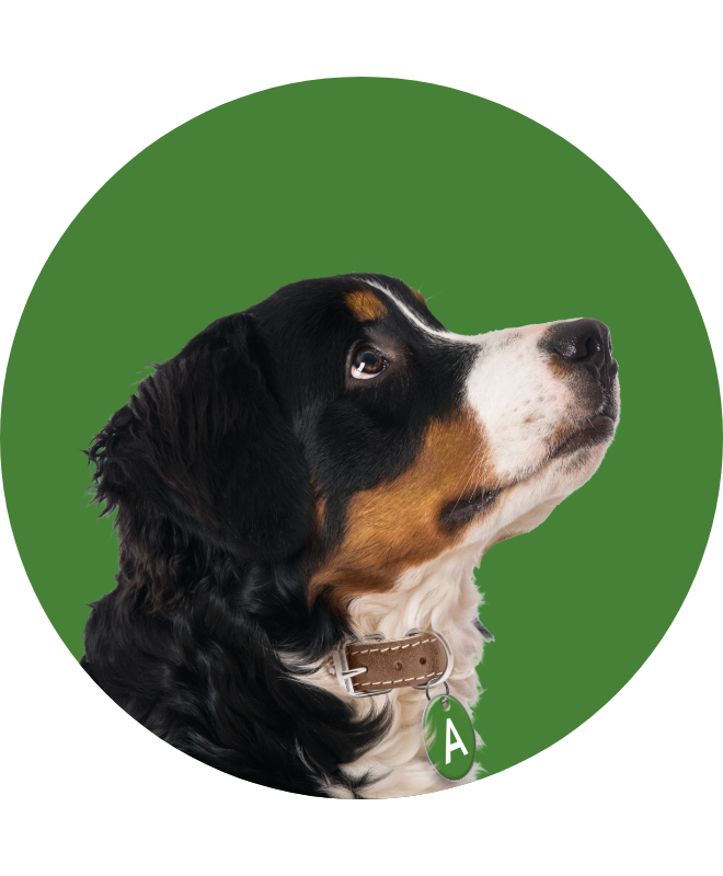 dog looking up with an A tag on their neck