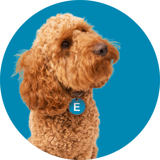 picture of eddie the dog