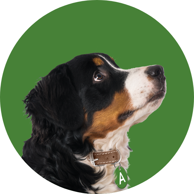 Alfie the dog looking up