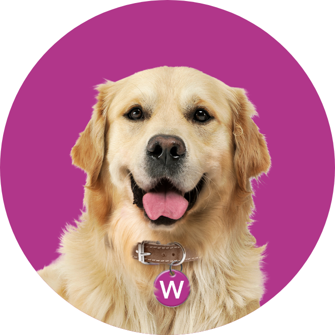 picture of willow the dog