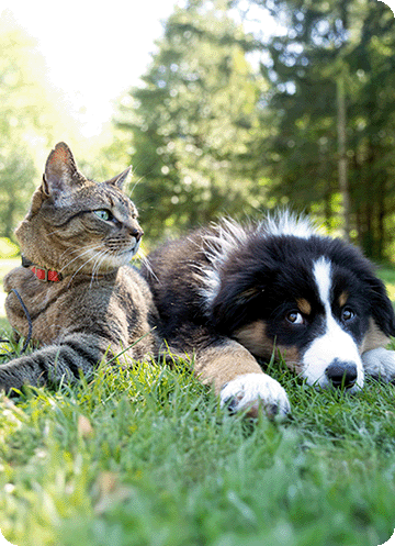 Friendly cat and dog laying together on the grass