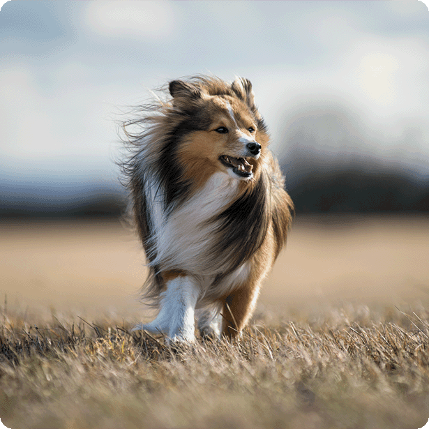 Dog walking through a windy field