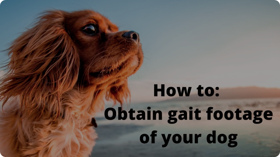 video showing how to obtain gait footage of your dog
